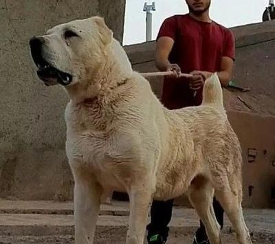 عکس سگ افغانی وحشی