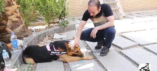 عکس سگ حسن یزدانی