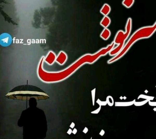 عکس گاو پیشانی سفید