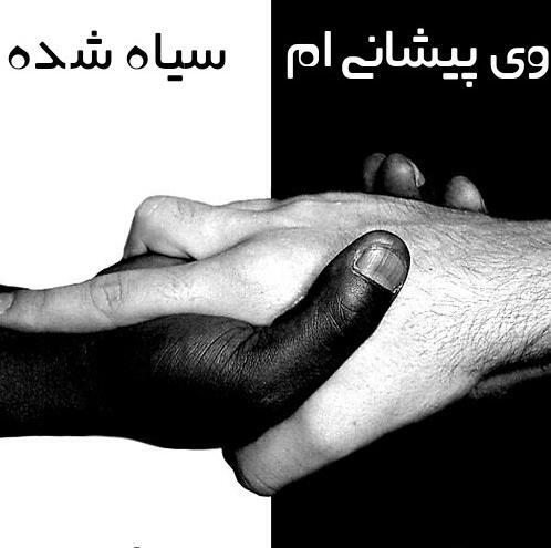 عکس گاو پیشانی سفید