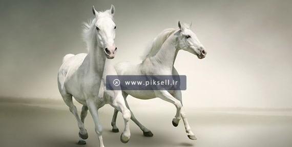 عکس گاو پیشانی سفید
