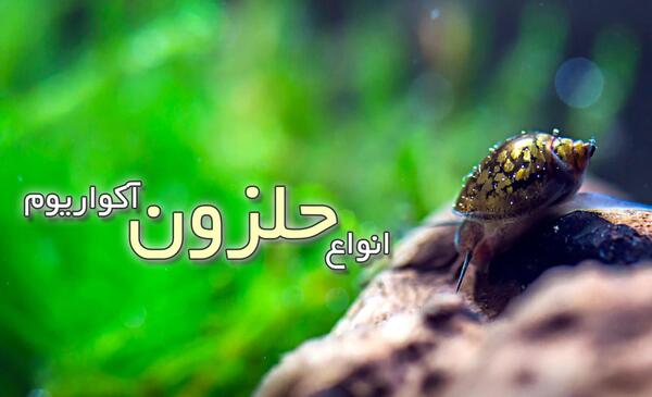 عکس حلزون آبی