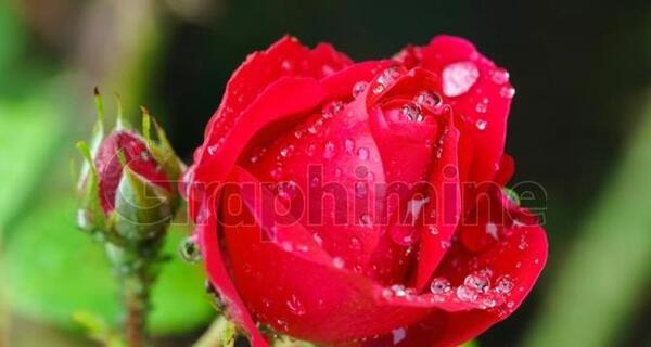 عکس گل رز شبنم