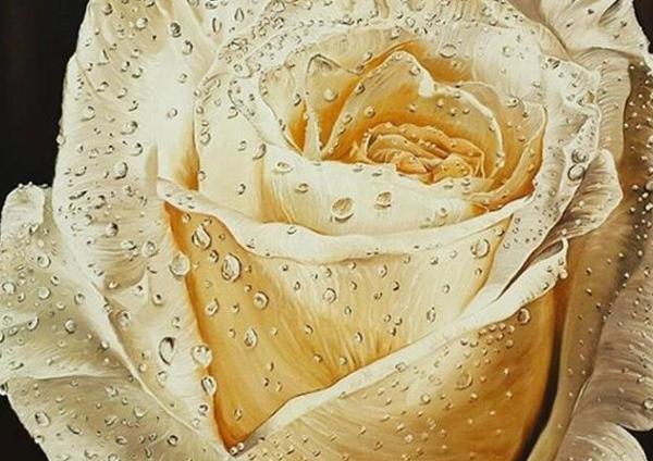 عکس گل رز شبنم