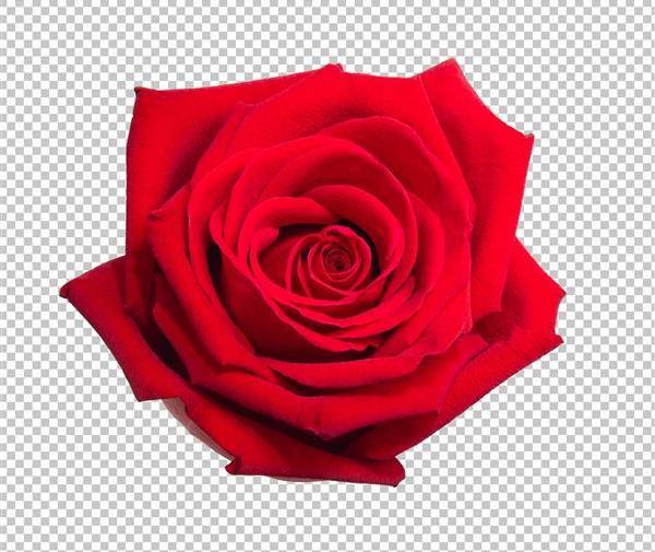 عکس گل رز شبنم