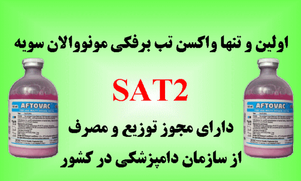 عکس میمون پیر