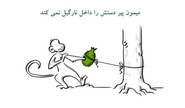 عکس میمون پیر
