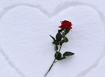 عکس گل عشق طبیعی