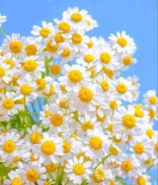عکس گل عشق طبیعی