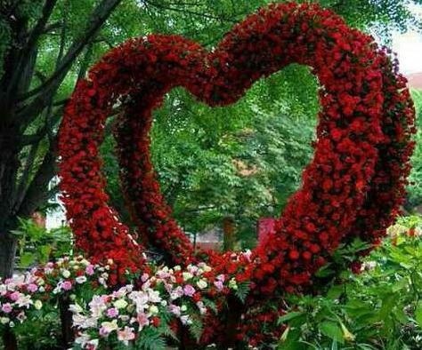 عکس گل عشق طبیعی