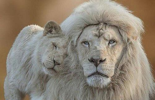 عکس شیر برای پروفایل سفید