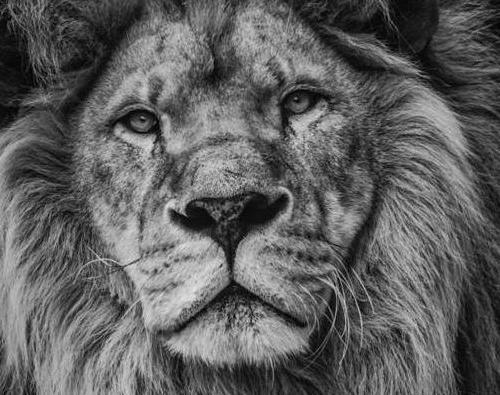 عکس شیر برای پروفایل سفید