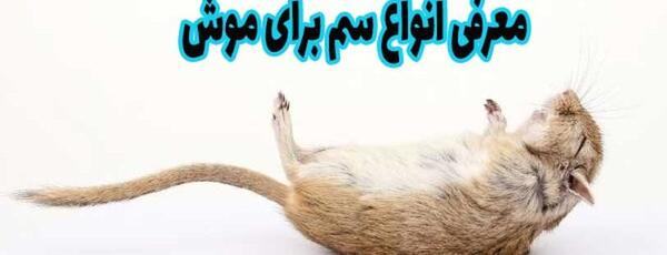 عکس چسب موش