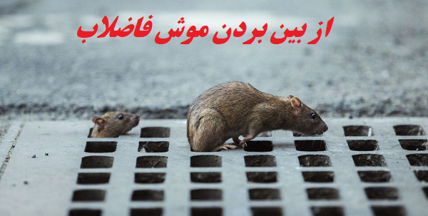 عکس چسب موش