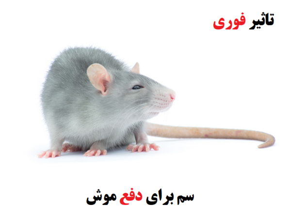 عکس چسب موش
