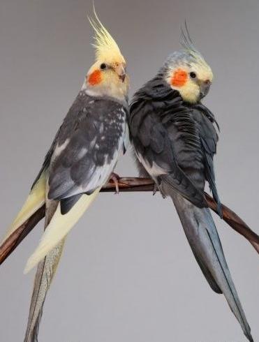 عکس عروس هلندی نر ابلق