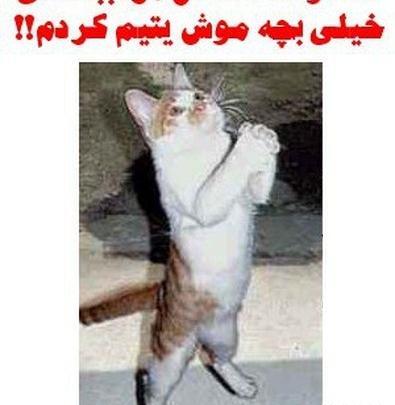 عکس ترول ضد استقلال