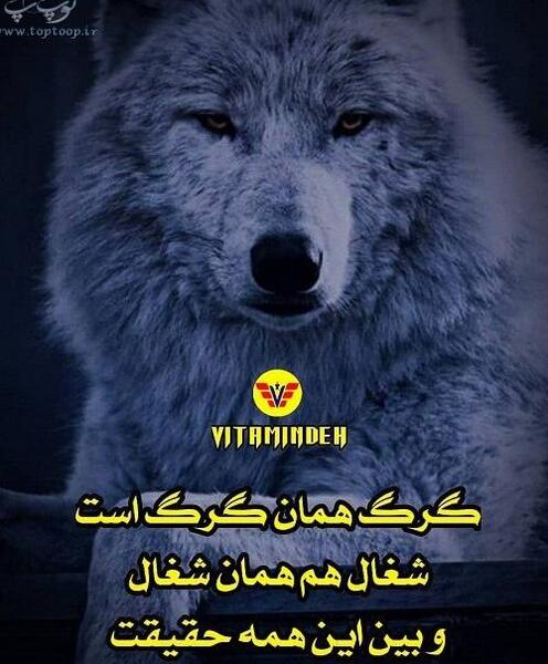 عکس گرگ زخمی با متن