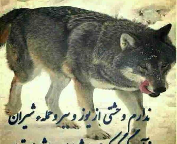 عکس گرگ زخمی با متن