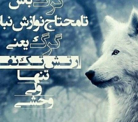 عکس گرگ زخمی با متن