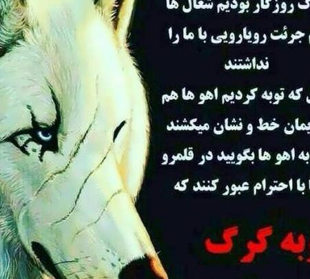 عکس گرگ زخمی با متن
