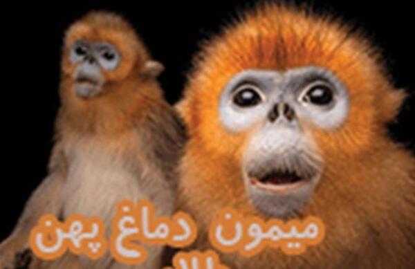 عکس میمون های دماغ دراز