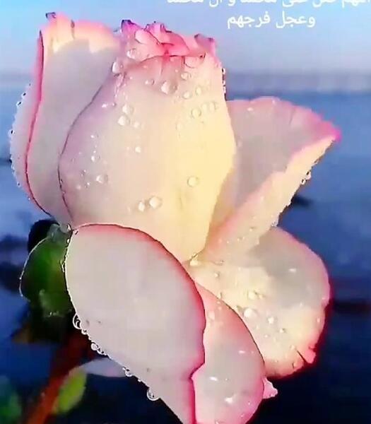 عکس گل نرگس با صلوات