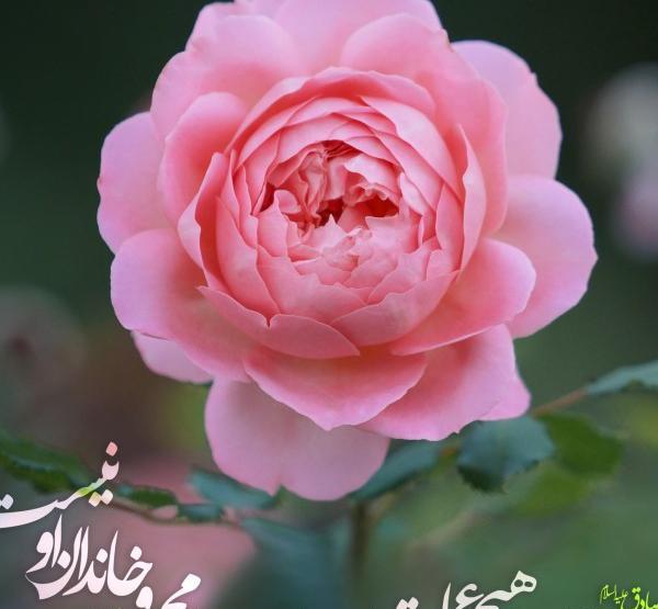 عکس گل نرگس با صلوات