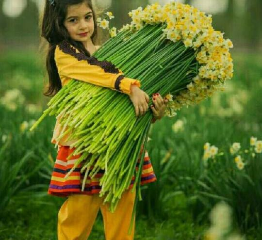 عکس گل نرگس با صلوات