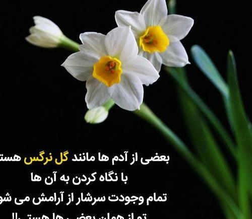 عکس گل نرگس با صلوات