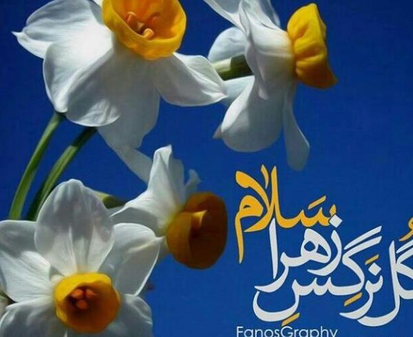 عکس گل نرگس با صلوات