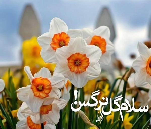 عکس گل نرگس با صلوات