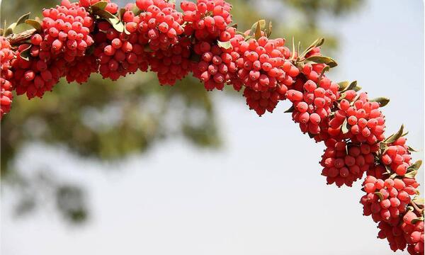 عکس زرشک قرمز
