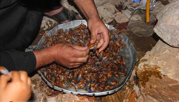 عکس سوسک خوردنی
