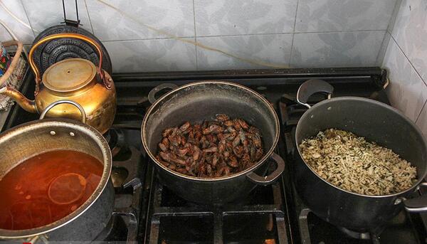 عکس سوسک خوردنی