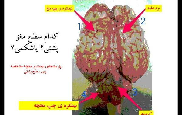 عکس جالب زیست