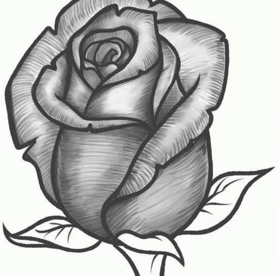 عکس نقاشی گل لاله با مداد سیاه