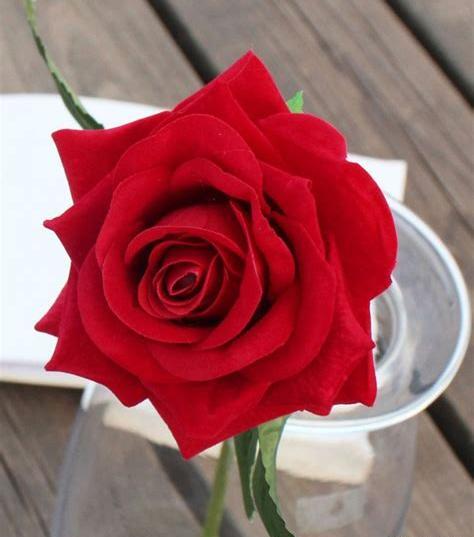عکس گلی رز