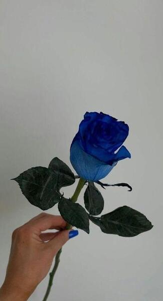 عکس گل رز آبی برای پروفایل واتساپ