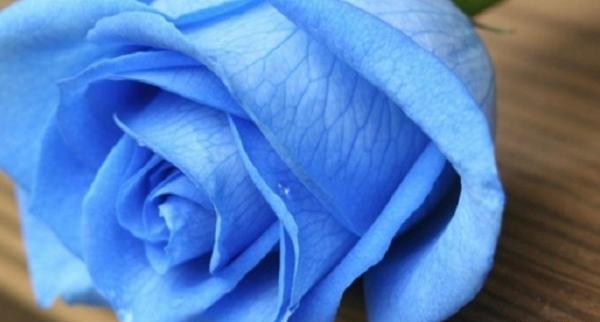 عکس گل رز آبی برای پروفایل واتساپ