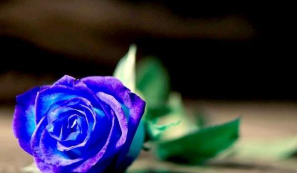 عکس گل رز آبی برای پروفایل واتساپ