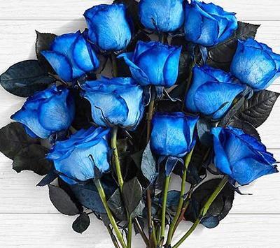 عکس گل رز آبی برای پروفایل واتساپ