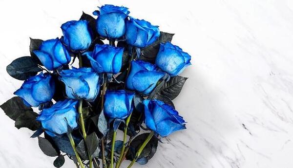 عکس گل رز آبی برای پروفایل واتساپ