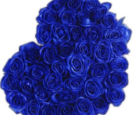 عکس گل رز آبی برای پروفایل واتساپ