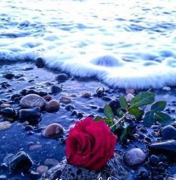 عکس گل رز آبی برای پروفایل واتساپ