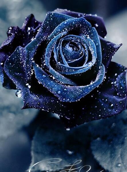 عکس گل رز آبی برای پروفایل واتساپ