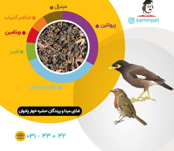 عکس ظرف غذای پرندگان