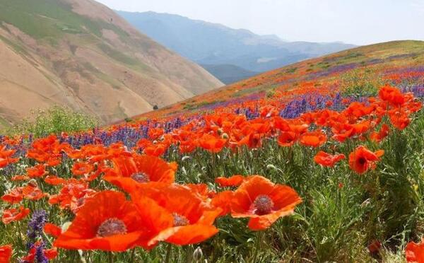 عکس از طبیعت رنگارنگ
