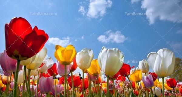 عکس از طبیعت رنگارنگ