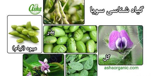 عکس گل سویا